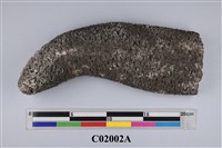 藏品(珊瑚化石)的圖片